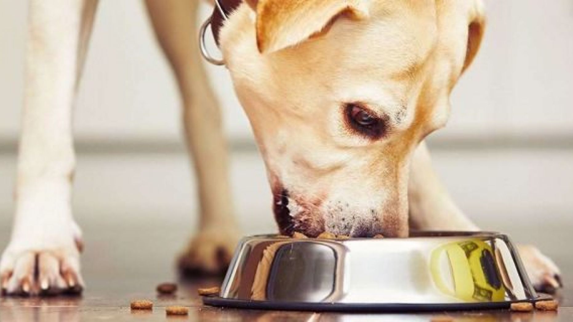 Select canned dog food recalled over vitamin D levels, FDA says – Fox News