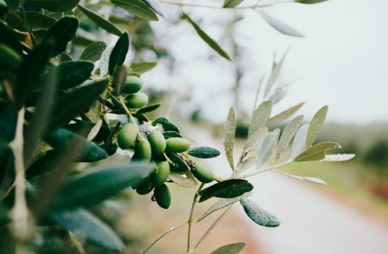 Olive Leaf Health Benefits